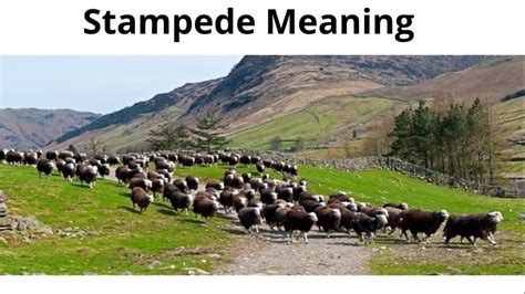 stampede meaning in tagalog|Google Translate.